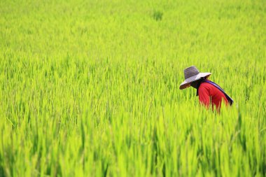 Farmer harvesting ripe paddy rice in Mae Chaem district, Chiang Mai, Thailand.