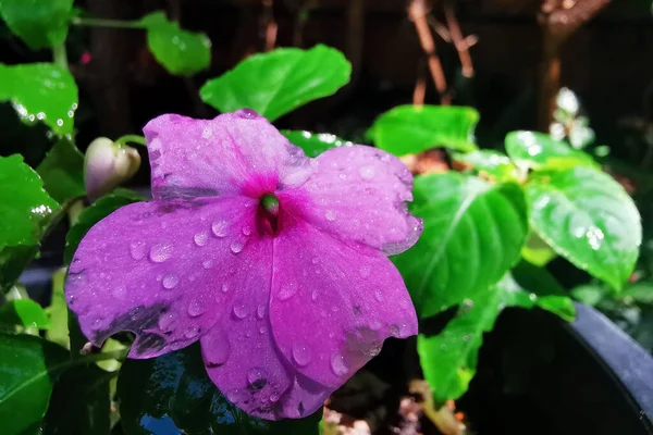 Rosy Periwinkle Catharanthus Cayenne Jasmine Madagascar Old Maid Purple Flower — стоковое фото