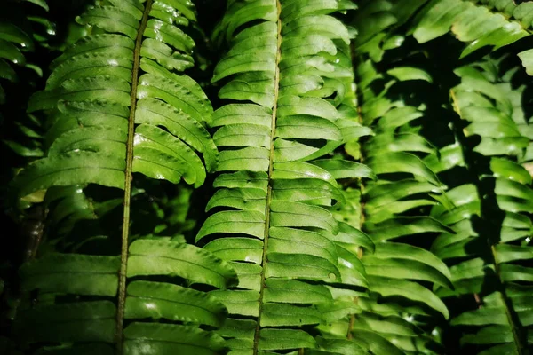 Green Leaves Nephrolepis Cordifolia Fern Reflect Sunlight Closeup Tree Pattern —  Fotos de Stock