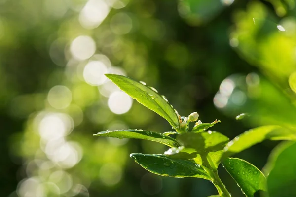 Bergamot White Flower Green Leaf Water Drops Blur Foliage Light — Foto Stock