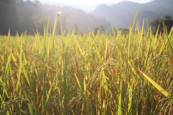 Ripe Paddy Rice Harvest Sunset Light Mae Klang Luang Mae — Stockfoto