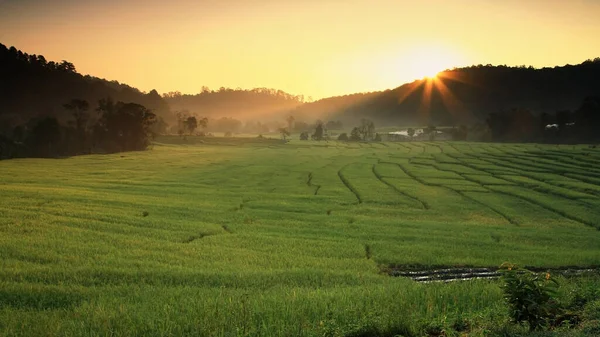 Terraced paddy rice fields at Sunrise in Mae Klang Luang, Mae Chaem, Chiang Mai, Thailand