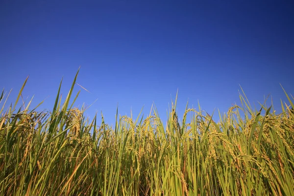 Ripe Paddy Rice Harvest Blue Sky Mae Klang Luang Mae — Stock Photo, Image