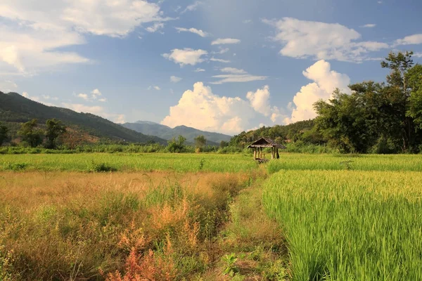 Wooden Cabin Terrace Paddy Rice Field Valley Mae Chaem District — Stock Photo, Image
