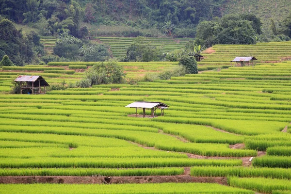 Beautiful green terrace rice field with farmer cabins in Mae Chaem district, Chiang Mai, Thailand.