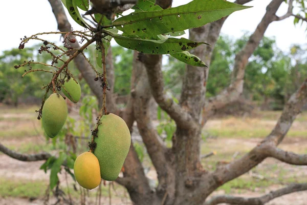 Mangoes Hang Trees Plantation Farm Agriculture Fruit Industry — ストック写真