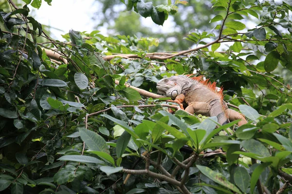 Green Iguana Crawling Tree Trunk Tropical Rainforest — ストック写真