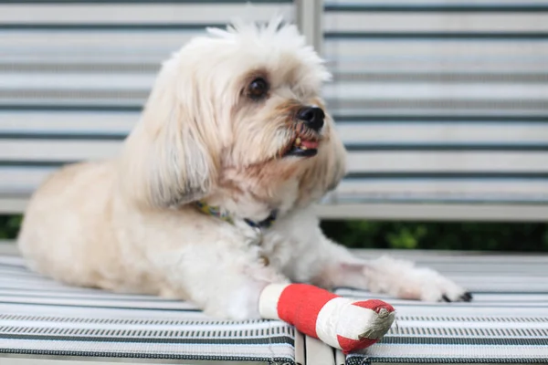 Injured Shih Tzu Leg Wrapped Red Bandage Splint Surgery Vet — Foto de Stock