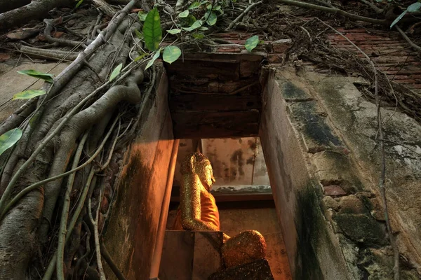 Golden Buddha Status Window Banyan Tree Root Covering Ancient Temple — Stock Photo, Image