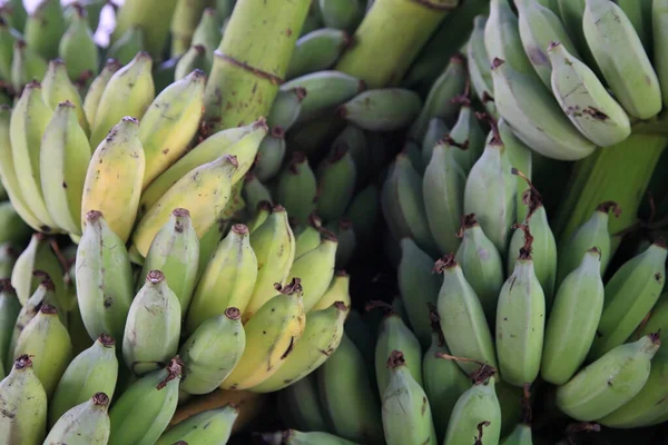 Pisang Awak Green Banana Fruit Called Kluai Namwa Thai Langauage — Stockfoto