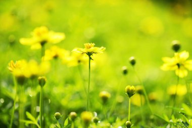 Yellow buttercup flowers with floral light bokeh background in spring garden. Macro shot with copy space for text.