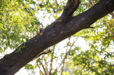 squirrel climbing up on tree trunk in spring park with blur green foliage bokeh at sunrise.