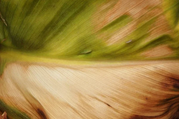 Велике Сухе Листя Тропічного Листя Фону Природного Текстурованого Візерунка — стокове фото