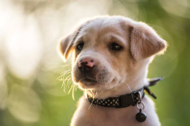 Closeup portrait of labrador retriever puppy in garden with sunset foliage light bokeh at spring with copy space for text. Adorable pet relax and get fresh air in garden.