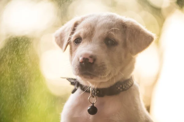 portrait of labrador retriever puppy with heavy rain and sunset foliage light bokeh in spring park with copy space for text. Adorable pet in garden..