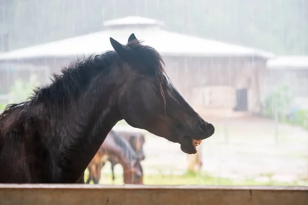 Smiling black wet horse in stable to prevent heavy rain in rainy season. Farm animal