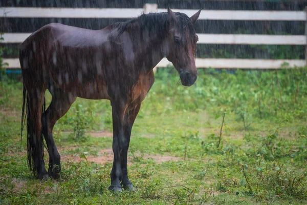 Black horse wet by heavy rain at countryside meadow in stable. Farm animal in rainy season.