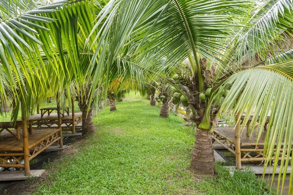 Dwarf coconut trees with wooden cabin for eat and relax at farm. Agriculture industry in tropical country