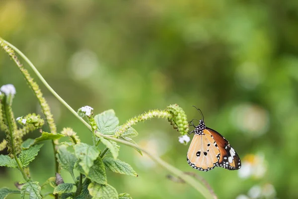 Farfalla Monarca Arancione Mangiare Polline Sul Fiore Carpel Primavera Con — Foto Stock