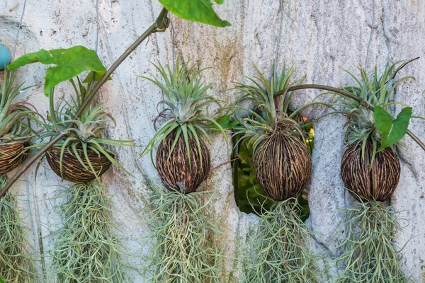 Plant on coconut dry pots hang on the white wall. Home outdoor garden decoration.