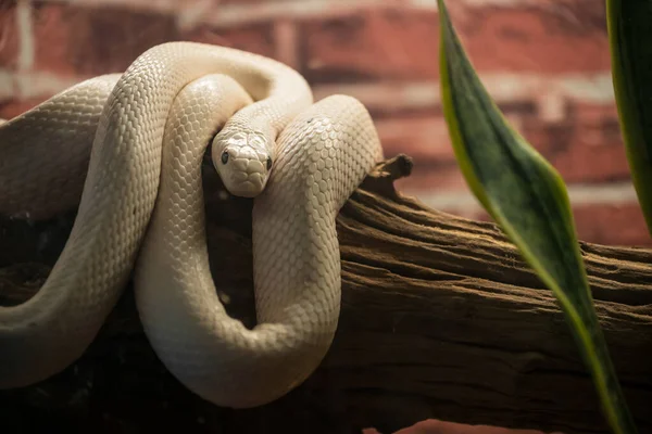 Fehér Texasi Patkány Kígyó Portré Egy Fán Téglafalon Vadállat Nézz — Stock Fotó