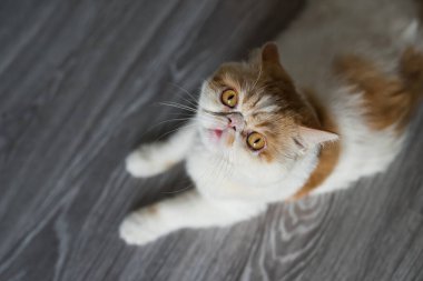 Kahverengi sarı egzotik kedinin ahşap zemin üzerindeki üst görünümü metin için kopya alanı ile.