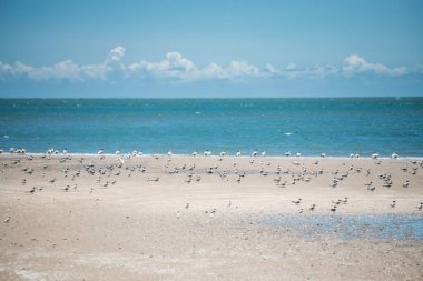 Laem Phak Bia sahilindeki martı kuşlarına karşı mavi gökyüzü, Phetchaburi, Tayland