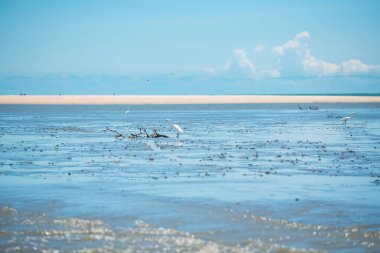 Laem Phak Bia 'daki gelgit sırasında kumsalda duran beyaz balıkçıl mavi gökyüzüne karşı, Phetchaburi, Tayland