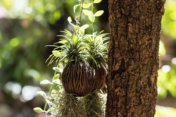 Plant on dry coconut shell hang on tree trunk with green foliage light bokeh