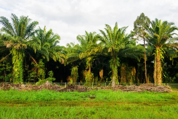 Palmenfarm Mit Sonnenaufgang Frühen Morgen Surat Thani Thailand Landwirtschaft — Stockfoto