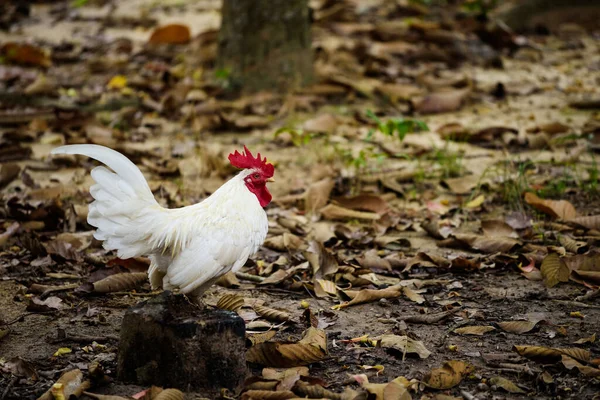 White Chicken Walking Farm Poultry Animal Agriculture Industry — Stock Photo, Image