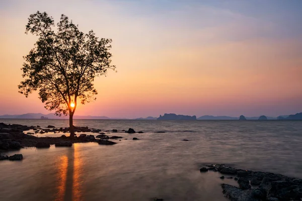 Arbre Silhouette Avec Vague Mouvement Contre Coucher Soleil Sur Île — Photo