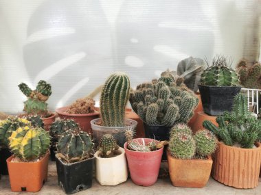 Yeşil evde kaktüs yetiştiriyorum. Bahçe işleri için arka planda siluet yaprağı var.