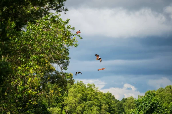 Χαρταετός Brahminy Θαλάσσιος Αετός Κόκκινη Υποστήριξη Πετούν Πάνω Από Δάσος — Φωτογραφία Αρχείου