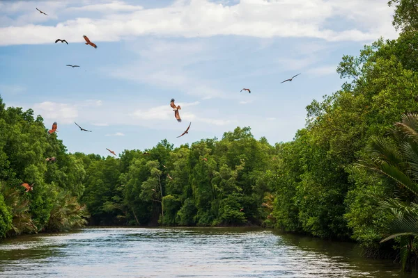 Brahminy Kite Red Backed Sea Eagle Fly Mangrove Forest Sea — Stock Photo, Image