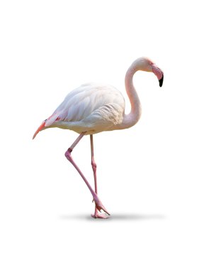 Flamingo - white background clipart