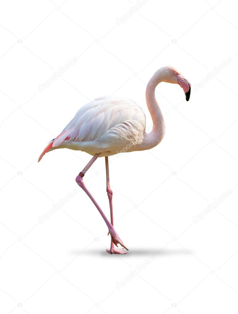 Flamingo - white background