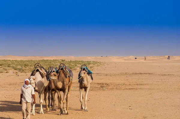 Imagem do trabalhador no centro turístico que trazem camelos para os visitantes — Fotografia de Stock