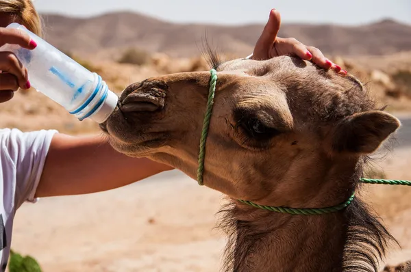 Bebê camelo bebe água — Fotografia de Stock