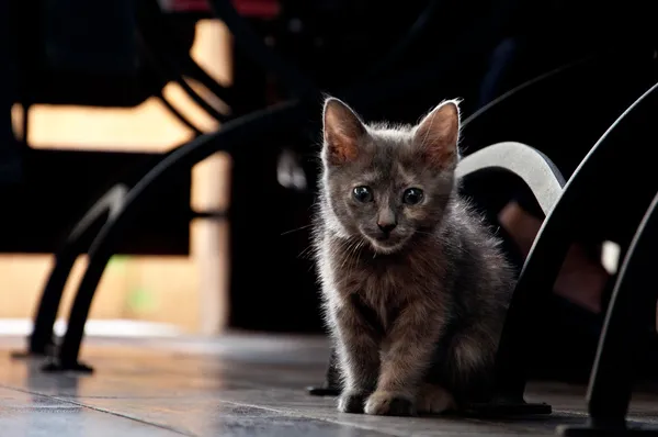 灰色のかわいい子猫 ストック画像