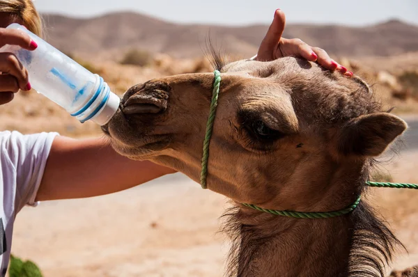Baby kameel dranken water Rechtenvrije Stockfoto's