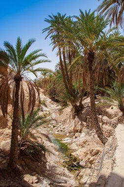 dağ oasis chebika Tunus