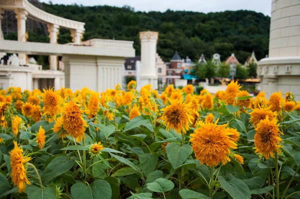 Sunflowers in four seasons park in Everland in South Korea — Stock Photo, Image