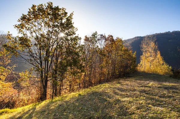 Glade, satırdaki ayakta ağaçlar renkli sonbahar