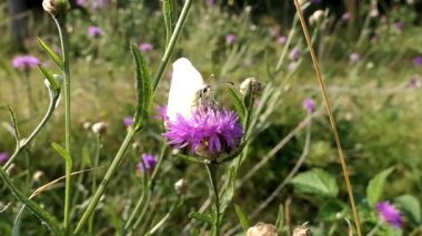 Yaygın bir kükürt kelebeği çiçekten nektar içer.