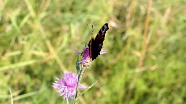 Avrupa tavus kuşu kelebeği kanatlarını yavaş çekimde açıp kapıyor.