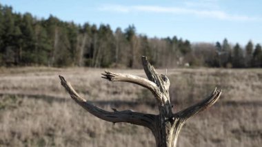 Great tit lands on a dead tree branch.