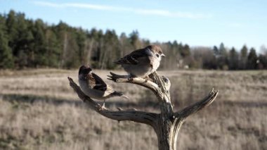 Avrasya ağaç serçesi fındık yedikten sonra gagasını temizler..