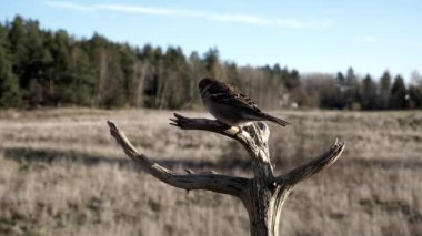 Avrasya ağaç serçeleri bir ağaç dalında yer almak için yarışıyor.