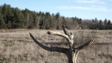 Great tit lands on a dead branch then hops down.